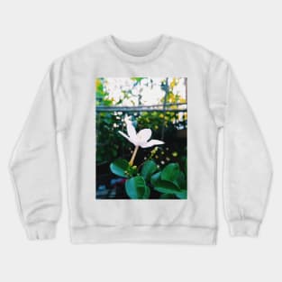 flower, wayside flower, white flower, wrightia antidysenterica, snowflake flower, white angel flower, snowflake, white angel, mobile photography, coral swirl flower, vintage flower, floral abstract art, blooming, vintage, floral Crewneck Sweatshirt